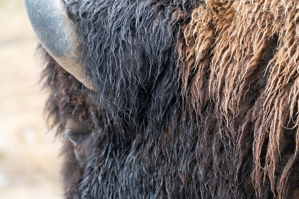 Bison Photography - Aaron Rorick Photography