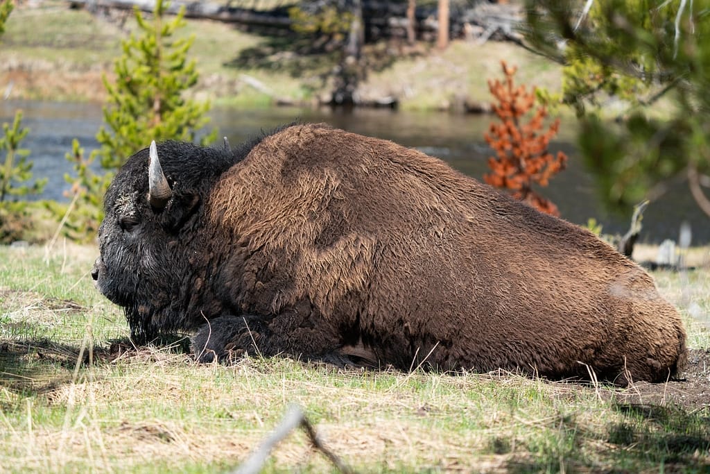 Bison Photography - Aaron Rorick Photography