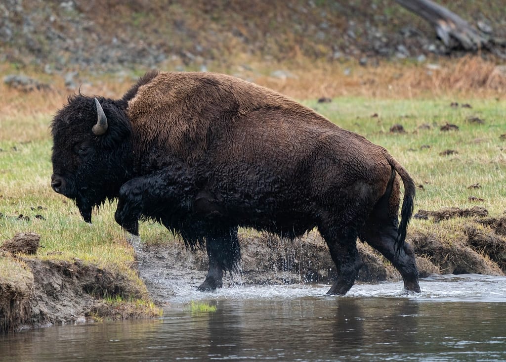 Bison Photography - Aaron Rorick Photography