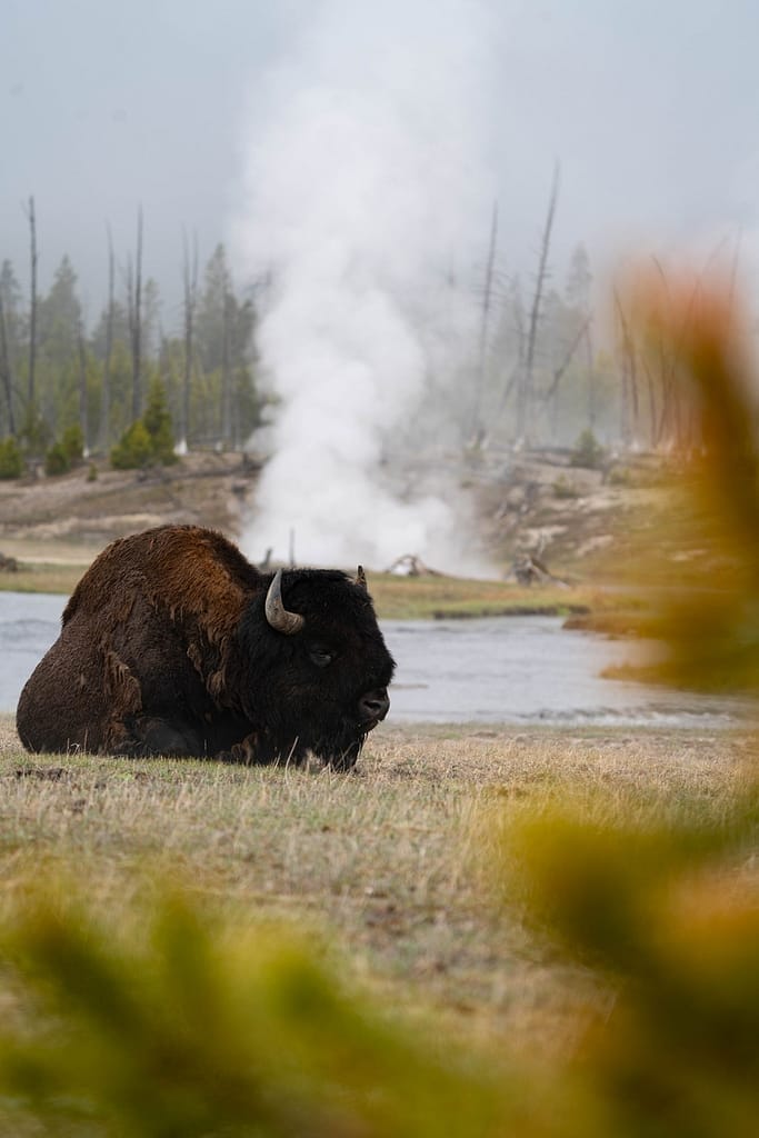 Bison Photography - Aaron Rorick Photography