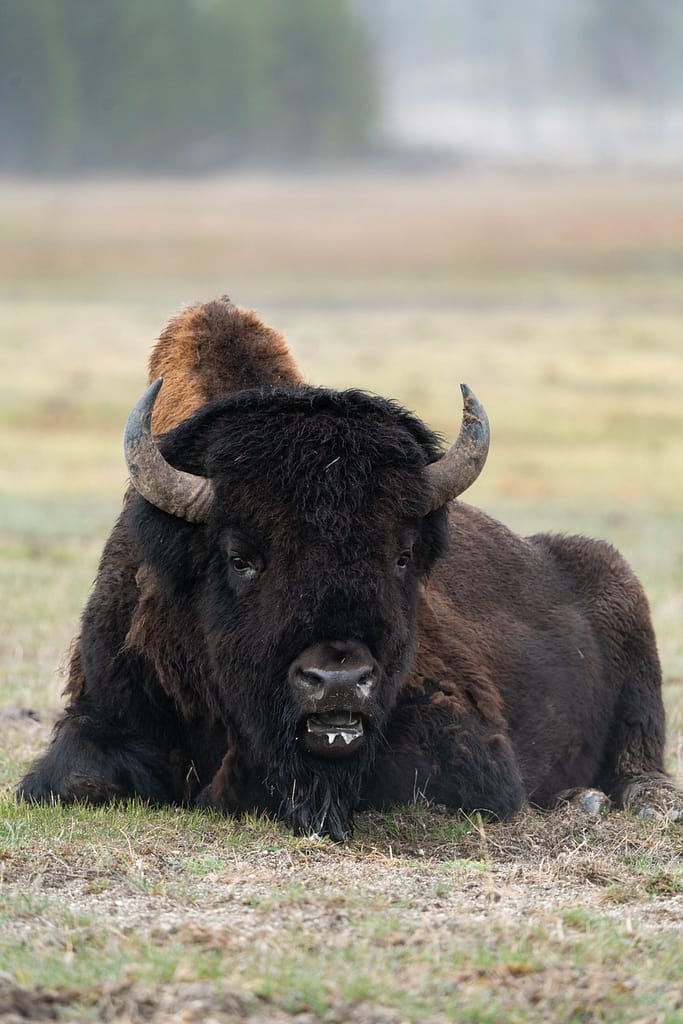 Bison Photography - Aaron Rorick Photography