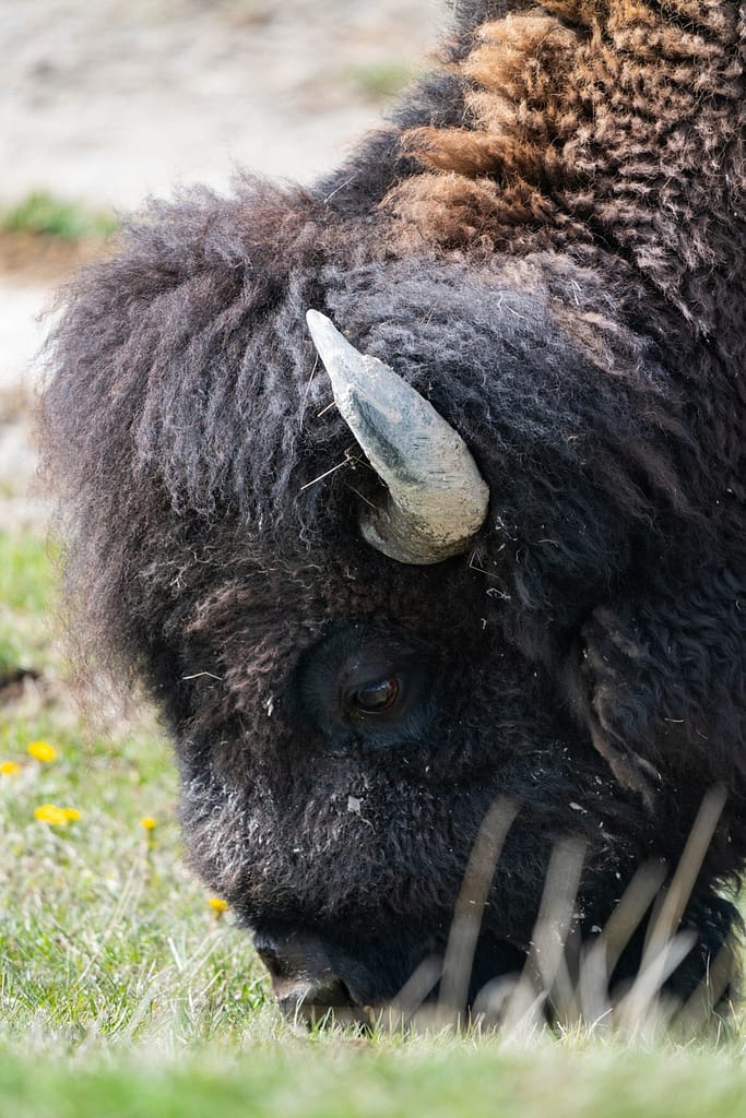 Bison Photography - Aaron Rorick Photography