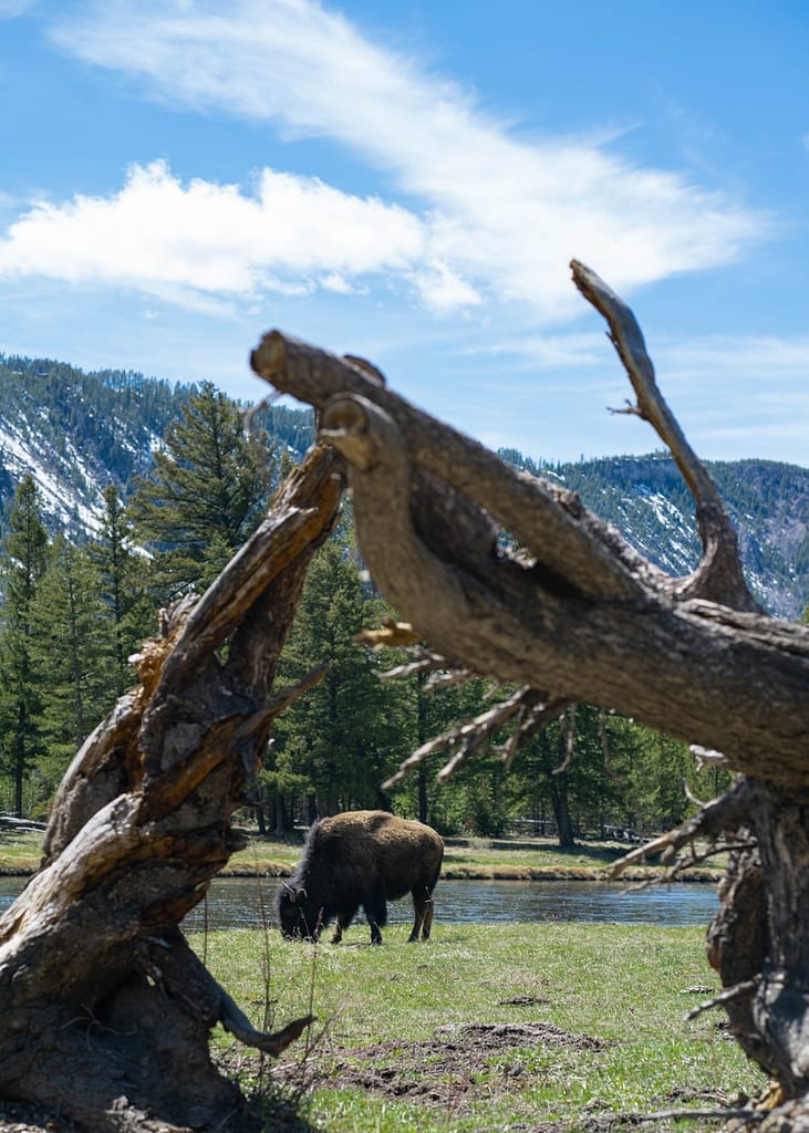 Bison Photography - Aaron Rorick Photography