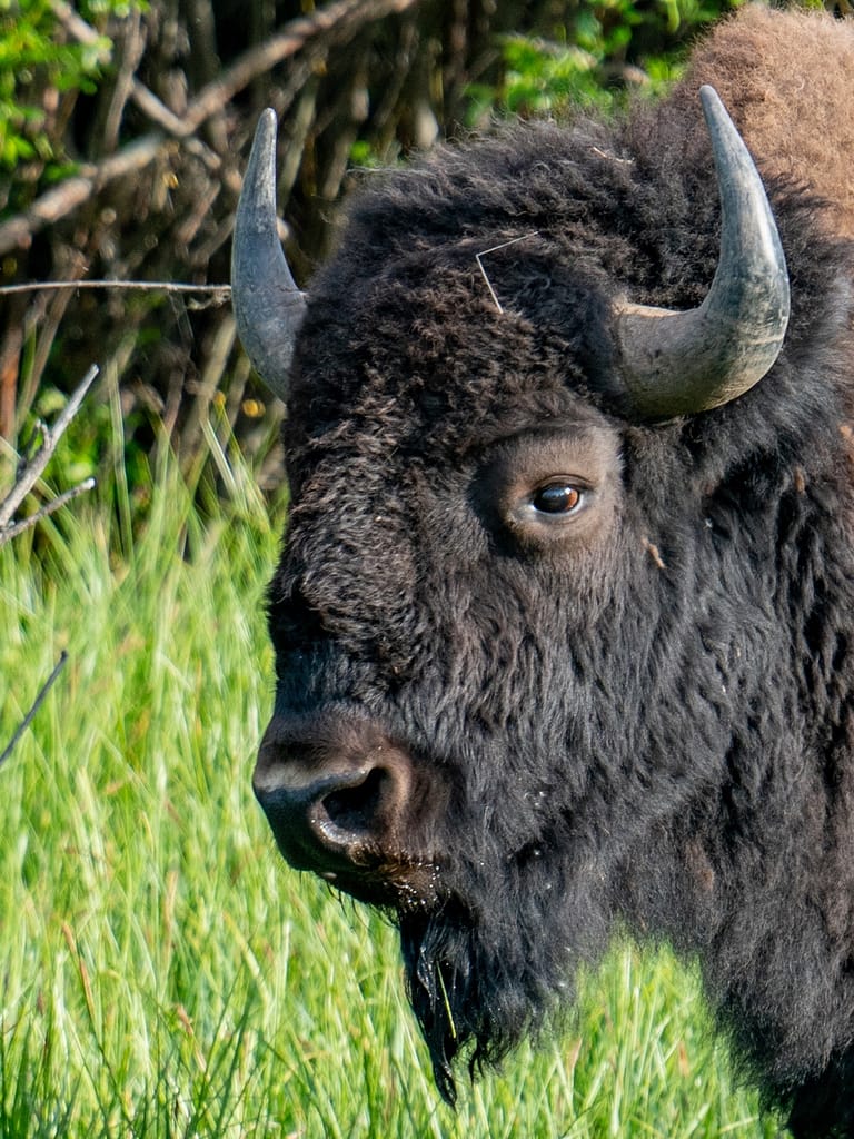 Bison Photography - Aaron Rorick Photography